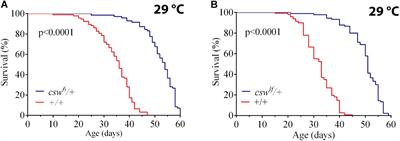 The Phosphatase CSW Controls Life Span by Insulin Signaling and Metabolism Throughout Adult Life in Drosophila